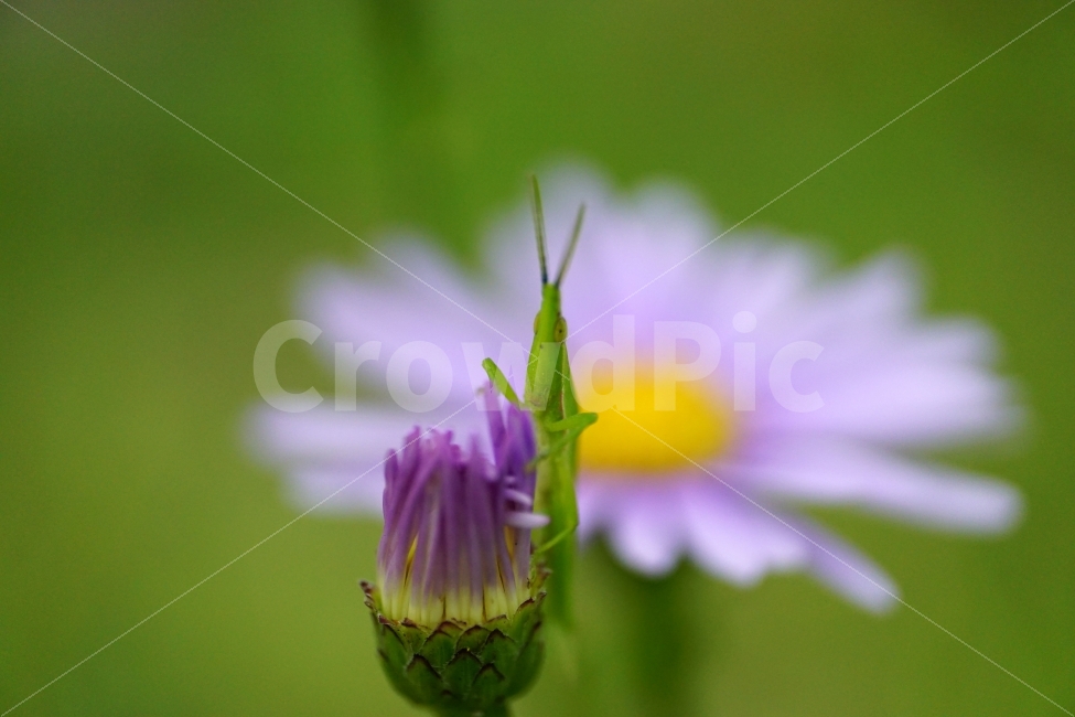 벌개미취,꽃,식물,자연,플라워,flower,nature,7월,여름,summer,꽃봉오리,곤충,동물,여치,메뚜기,insect,감성,감성사진,힐링,힐링사진,계절,season,꽃사진,접사,macro,풍경,landscape,식물,자연,plants,nature,동물,animal,곤충,벌레,insect,bug,꽃,flower