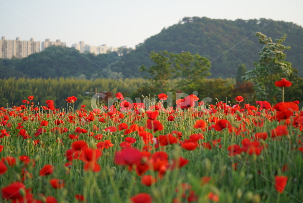 울산,태화강,봄꽃,양귀비,봄꽃향기