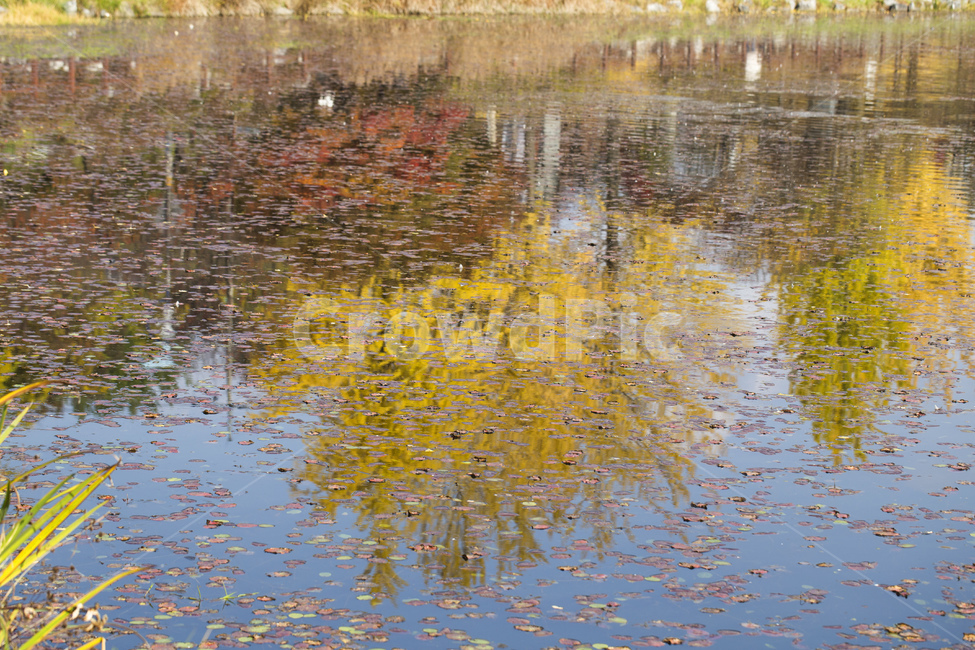 단풍,낙엽,가을,계절,풍경,자연,호수,반사,은행나무,가을,계절,fall,autumn,season,land,땅,nature,outdoors,옥외,water,물