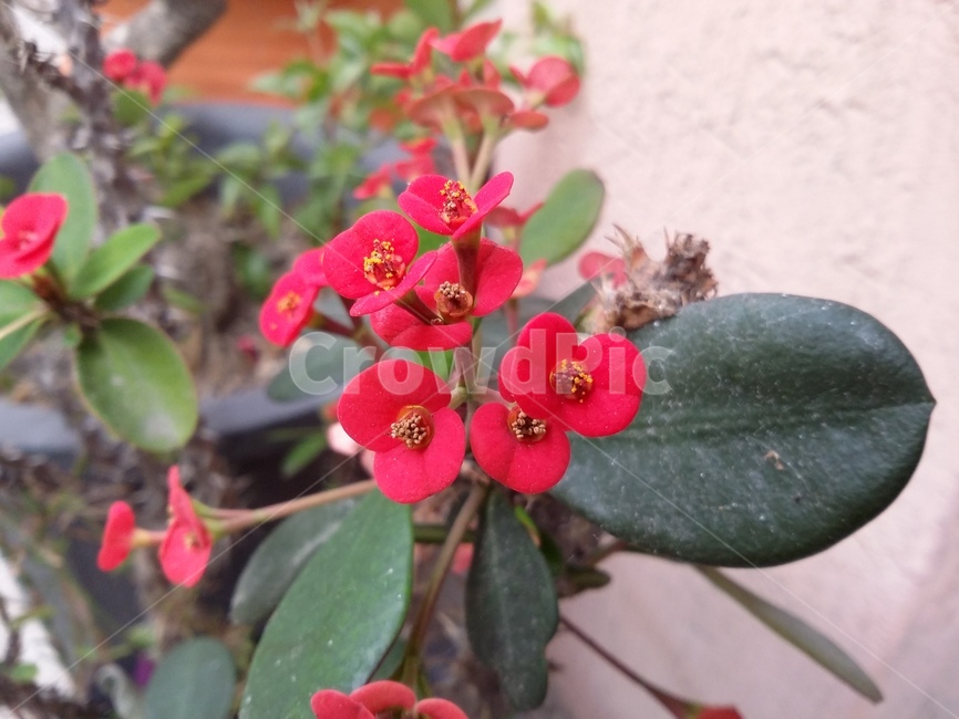 flower,꽃,plant,식물,자연,식물,자연,plants,nature,꽃,flower
