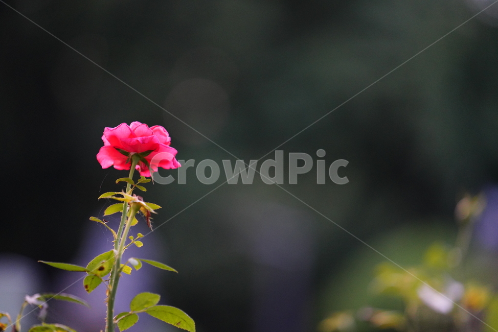 꽃,플라워,자연,생물,생명,plant,식물,flower,식물,자연,plants,nature,꽃,flower