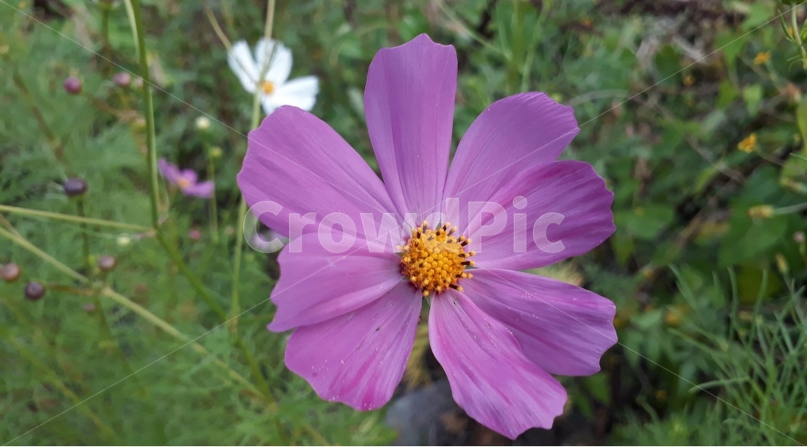 코스모스,가을,보라색,꽃,flower,식물,자연,plants,nature,꽃,flower