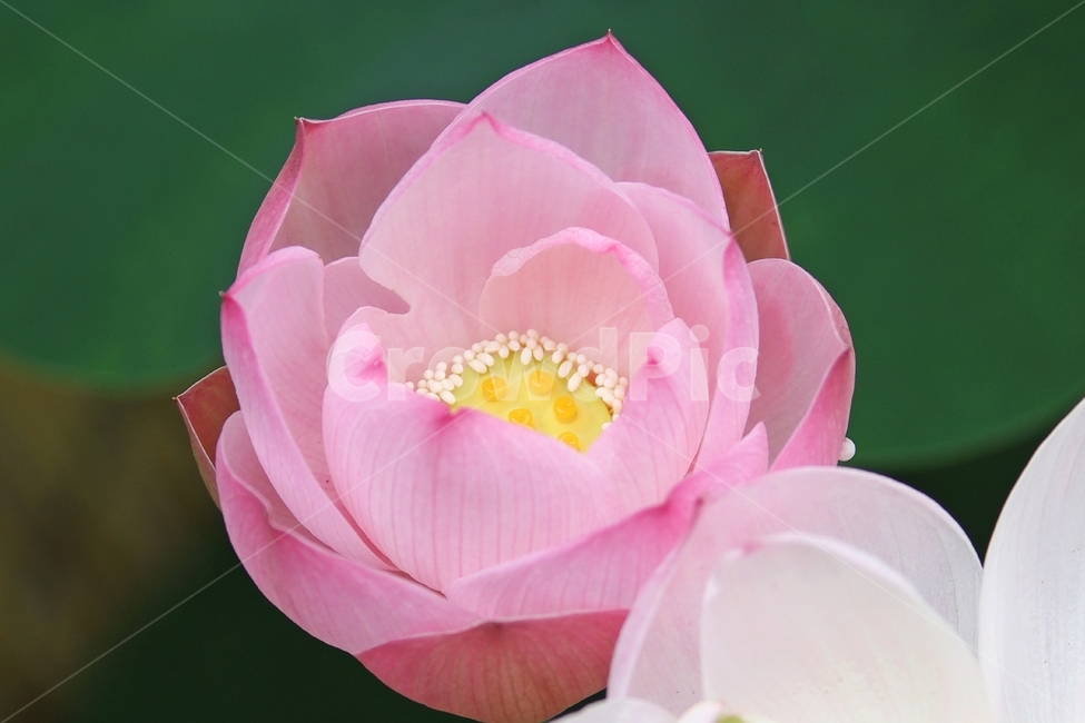 연꽃,홍련,식물,자연,감성사진,식물,자연,plants,nature,꽃,flower