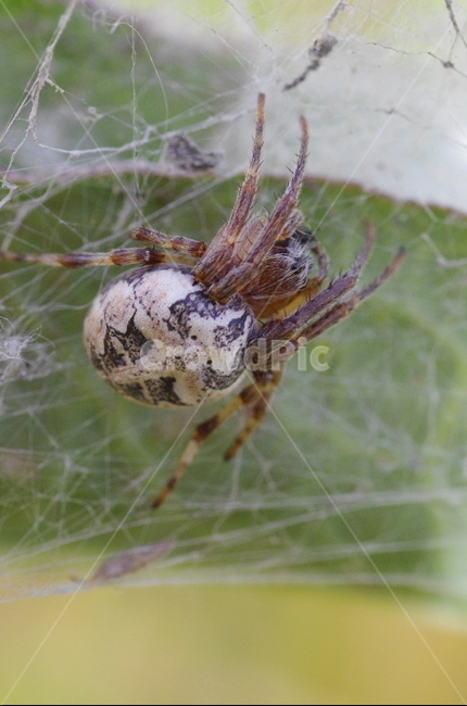 거미,곤충,가을,동물,거미줄,animal,spider,web,감성,자연,계절,접사,매크로,클로즈업,확대,가을곤충,여름곤충,여름,동물,animal,곤충,벌레,insect,bug