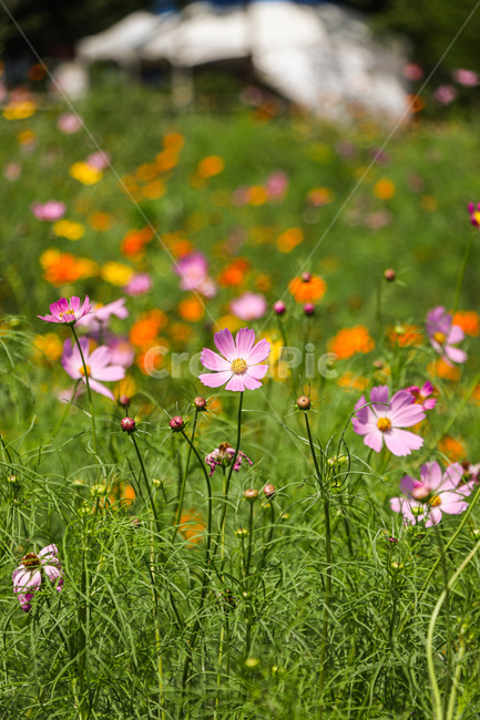 식물,꽃,코스모스,가을,자연,식물,자연,plants,nature,꽃,flower