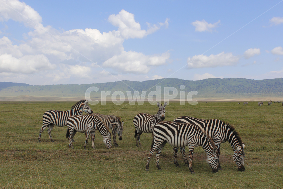 동물,zebra,얼룩말,wildlife,야생생물,mammal,포유류,세렝게티,아프리카,초원,포유류,mammal