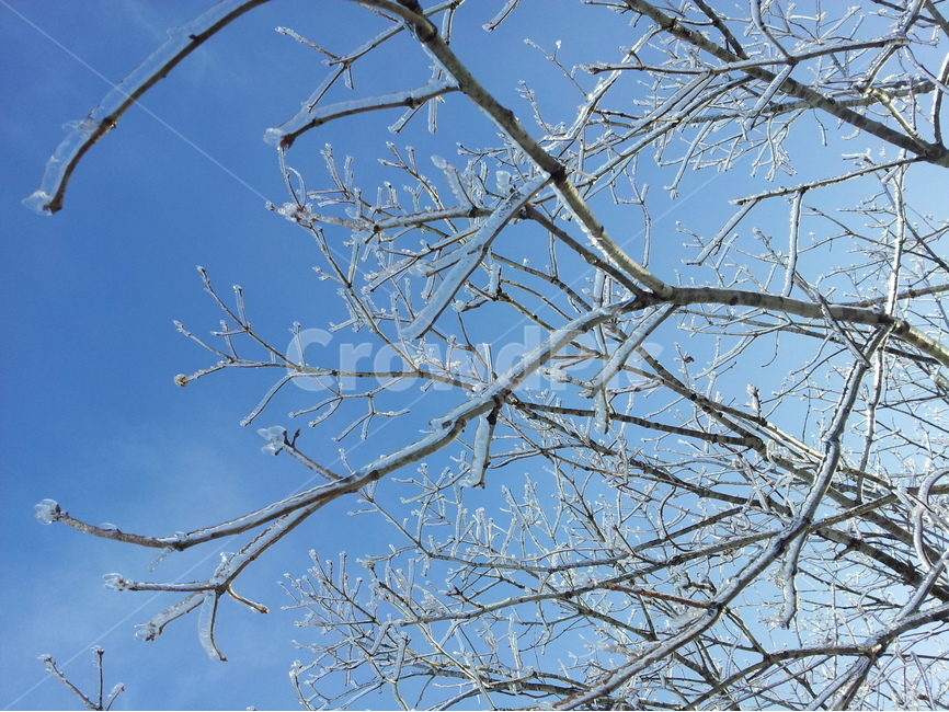 겨울,눈,계절,하늘,나무,겨울,계절,winter,season,식물,자연,plants,nature,나무,trees,wood