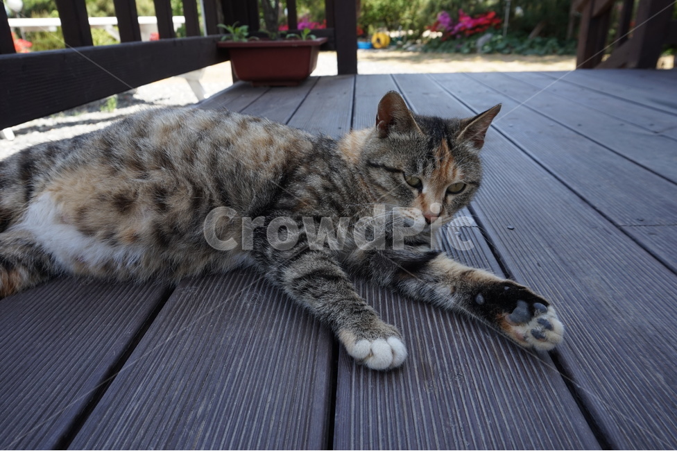 고양이,길고양이,동물,포유류,임신,한가함,누워있는사진,무늬,털,야생,클로즈업,확대,cat,korea,한국,고양이눈,호랑이무늬,패턴,street,꼬리,발,그루밍,일상,마당,cut,귀여운,동물,animal,포유류,mammal,고양이,cat,kitten,kitty