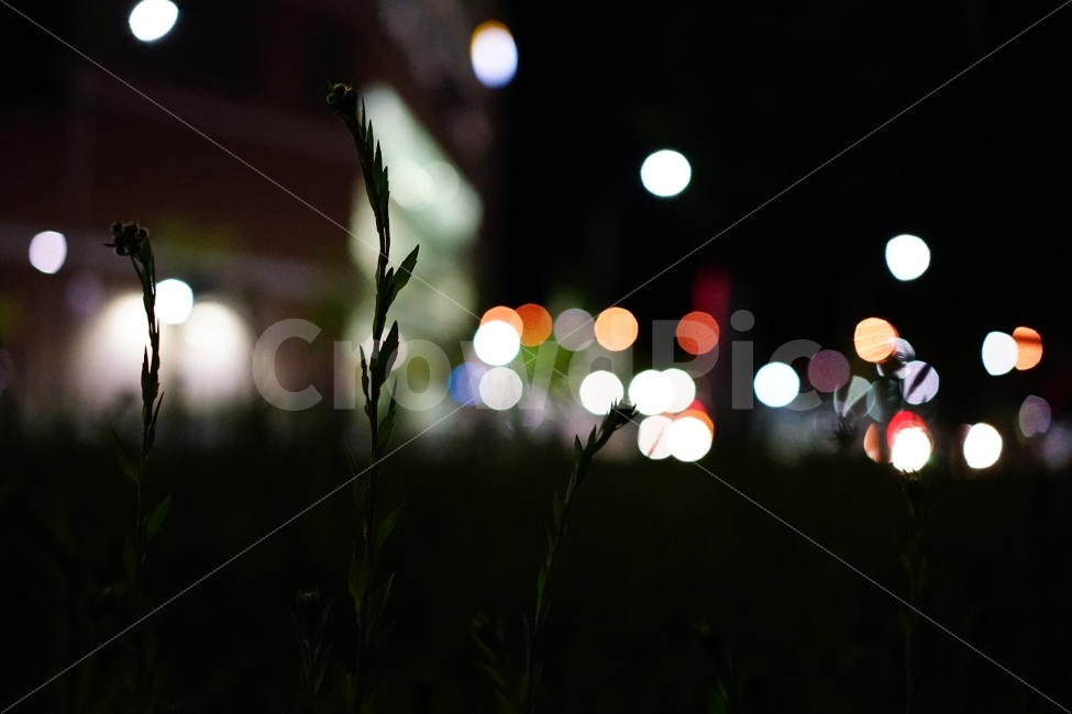 식물,일상,감성,감성사진,잎사귀,나무,생명,바라봄,느낌,밤,야경,어둠,보케,실루엣,빛,야경,밤,풍경,nightscape,night,landscape,식물,자연,plants,nature,감성,sensible,feeling,lighting,조명,flare,플레어,light