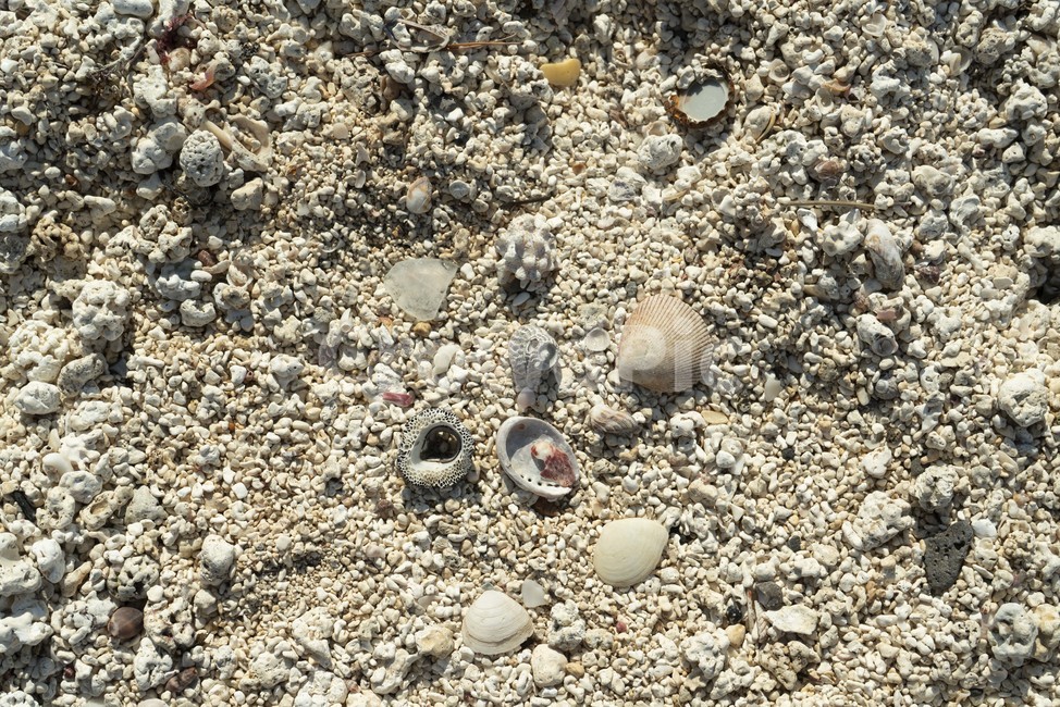 자연,조개,모래,질감,텍스쳐,흙,땅,해변,바다,beach,sea
