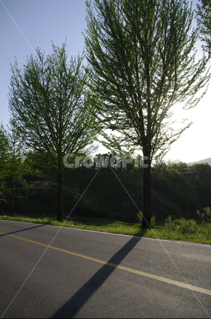 가로수,신록,초록,나무,식물,plant,도로,길,하늘,자연,풍경,nature,landscape,asphalt,아스팔트,tree,road