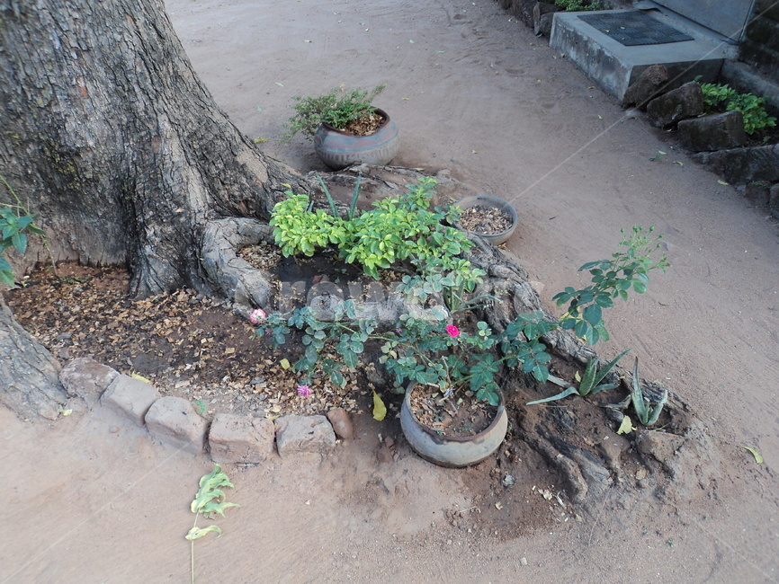 화분,나무,나무뿌리,꽃,flowerpot