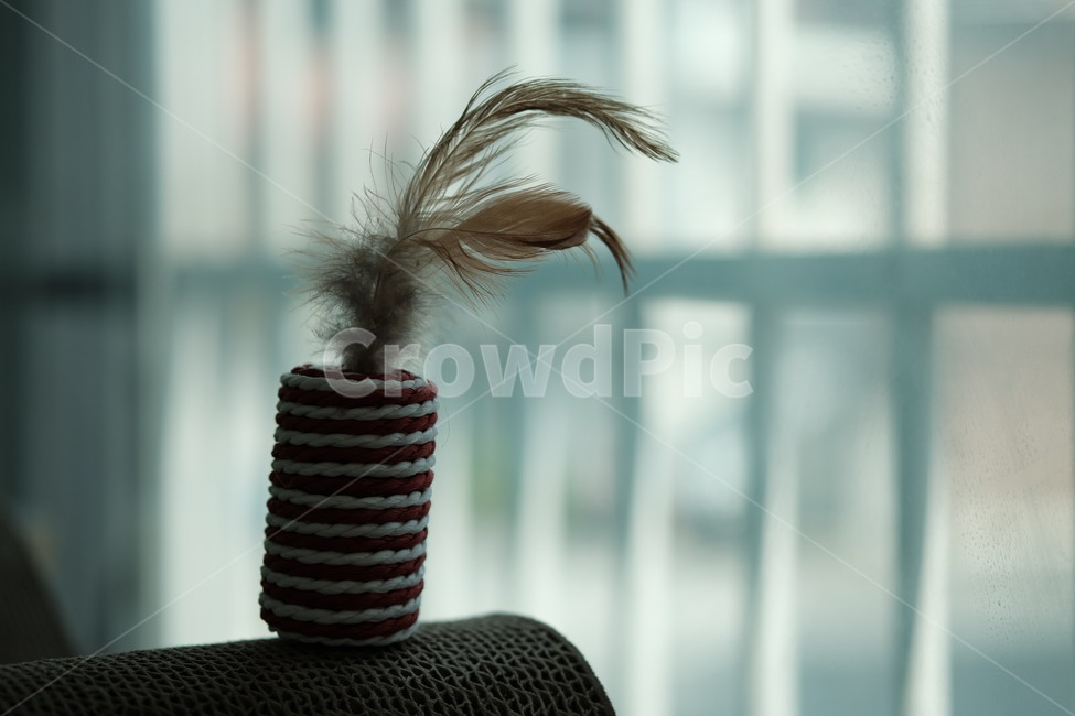 집,실내인테리어,소품,고양이장난감,깃털,창문