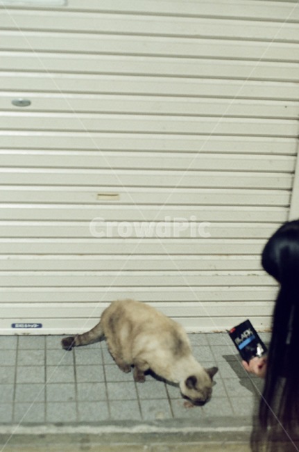 감성사진,필름,필름사진,고양이,emotional,film,cat,adorable,cute,animal,streetcat,동물,animal,포유류,mammal,고양이,cat,kitten,kitty,감성,sensible,feeling