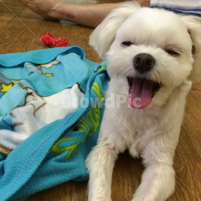 강아지,미소,말티즈,동물,animal,cute,baby,dog,pet,애견,동반자,동물,animal,포유류,mammal,개,강아지,dog,doggy