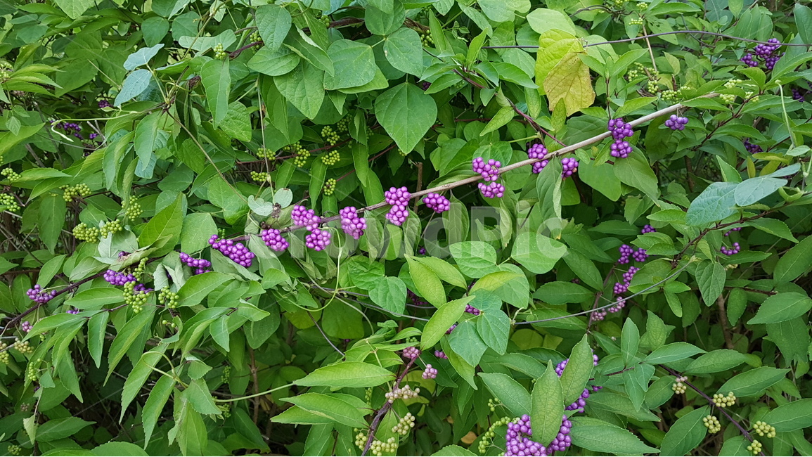 식물,좀작살나무,나무,열매,보라,식물,자연,plants,nature,과일,열매,fruit