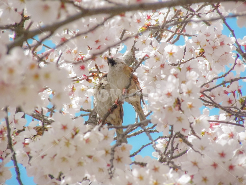 참새,새,벚꽃,하늘,꽃,봄,맑은날,봄,계절,spring,season,동물,animal,조류,새,birds,plant,식물,flower,blossom,cherry blossom,bird