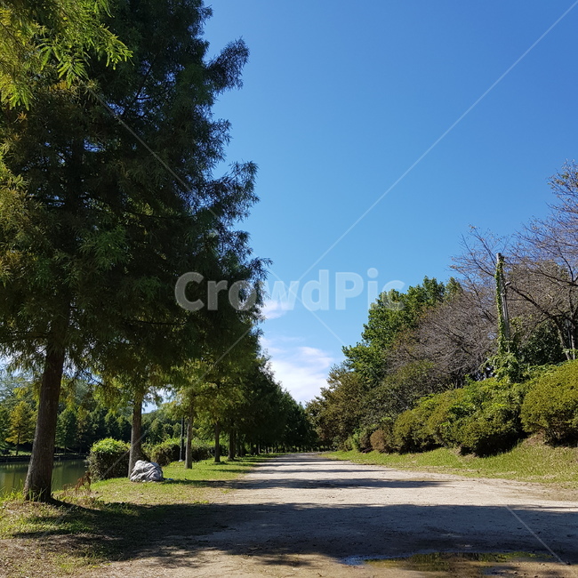 가로수길,자연,산책,배경,풍경,산책길,흙길,하늘,자연,풍경,nature,landscape,식물,plants,나무,trees,wood