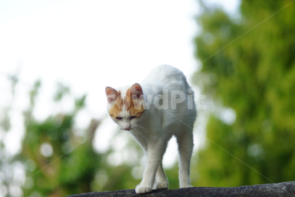 manx,포유류,animal,mammal,동물,cat,고양이,pet,동물,animal,포유류,mammal,고양이,cat,kitten,kitty