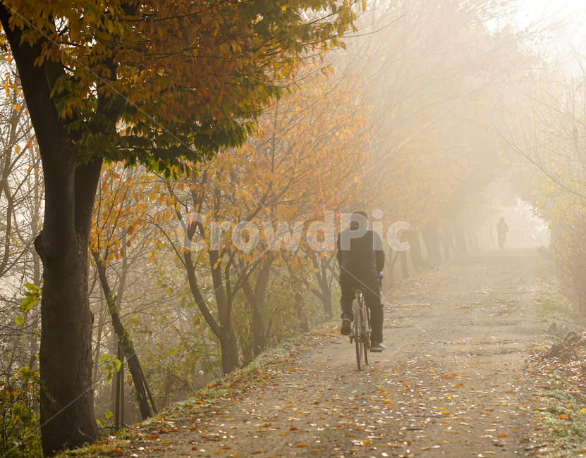 농로,길,가로수,흙길,안개,햇살,사람,행인,가을,계절,fall,autumn,season,사람,인물,인간,human,person,남성,남자,man,male,transportation,교통,bicycle,자전거,vehicle,차량,bike,nature,자연