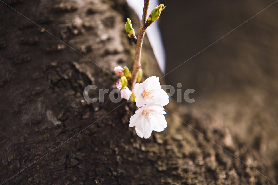 분홍,꽃,벚꽃나무,나무,핑크,벚꽃,분위기,감성,봄,계절,spring,season,식물,자연,plants,nature,꽃,flower,plant,blossom
