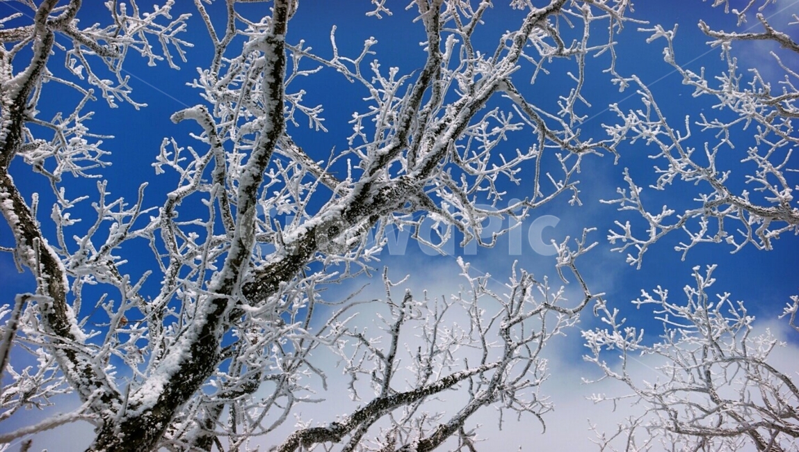 산,나무,겨울,하늘,눈,겨울,계절,winter,season,식물,자연,plants,nature,나무,trees,wood