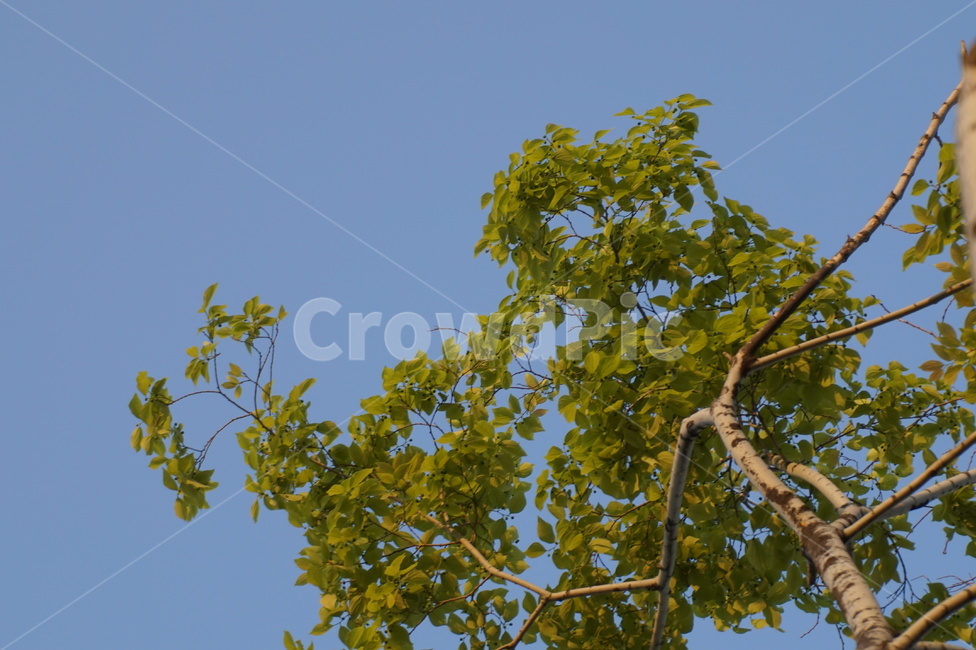 하늘,나무,파란하늘,맑은날,맑은하늘,나뭇잎,식물,자연,plants,nature,나무,trees,wood