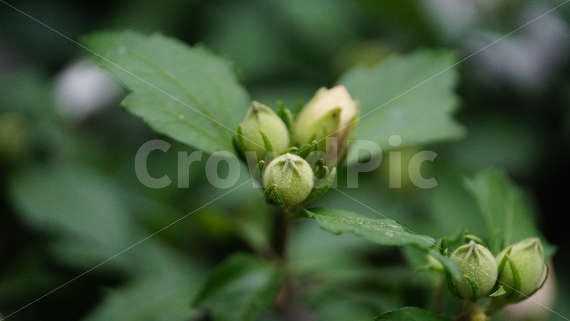 무궁화,꽃,식물,플라워,자연,flower,nature,여름,7월,summer,국화,한국,꽃봉오리,korea,풍경,landscape,꽃사진,plants,식물,자연,plants,nature,꽃,flower