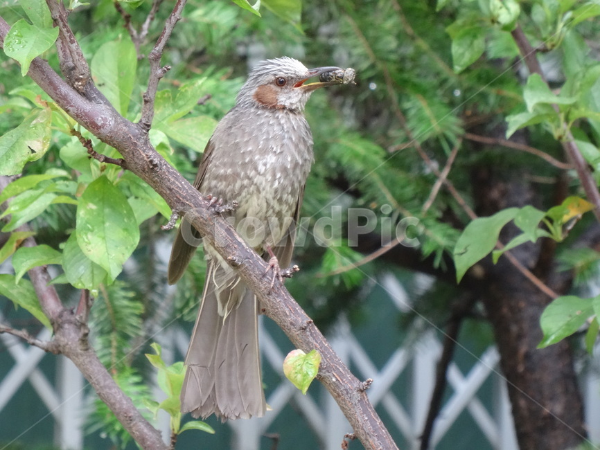 bird,animail,branch,worm,나뭇가지,새,벌레,조류,동물,사냥,먹이