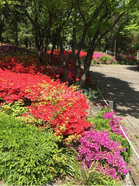 꽃,자연,경치,공원,나무