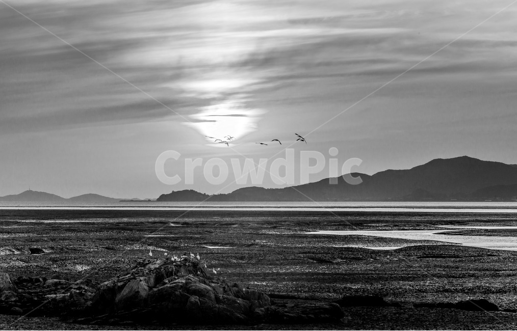 영흥도,갯벌,철새,풍경,바닷가,섬,낙조,석양,황혼,자연,풍경,nature,landscape,한국자연풍경,한국자연경관,korea nature landscape,흑백,모노톤,monochrome,black and white,animal,동물,bird,새