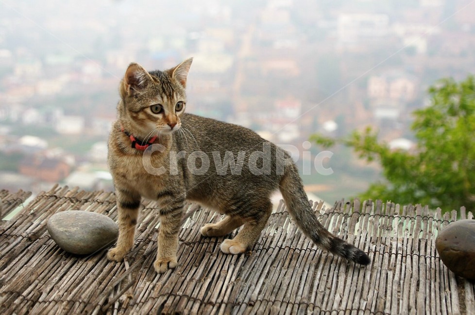 동물,고양이,야옹이,야옹야옹,귀요미,animal,cat,외국동물,마다가스카르,풍경,지붕,외국풍경,자연,동물,animal,포유류,mammal,고양이,cat,kitten,kitty