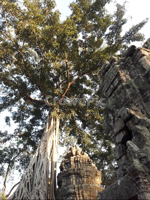 나무,tree,식물,캄보디아,plant