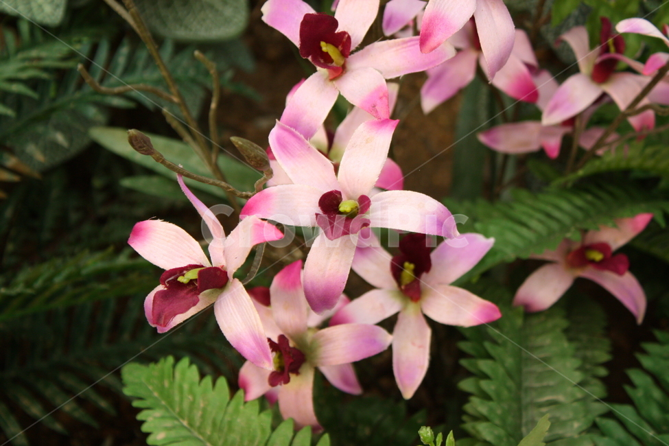 식물,꽃,plant,flower,blossom,식물,자연,plants,nature,꽃,flower