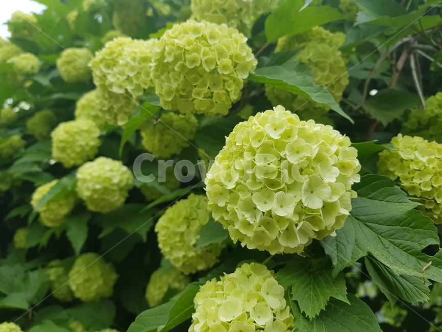 수국,연두색,자연,꽃,flower