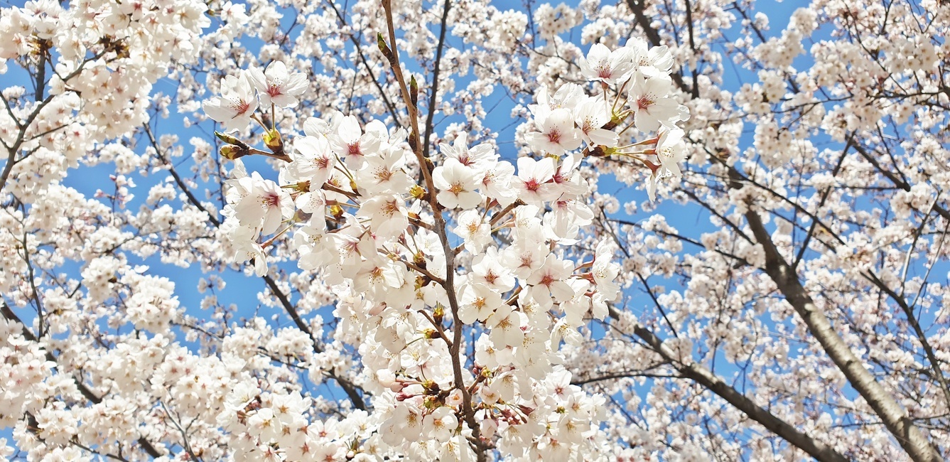 plant,식물,flower,blossom,꽃,cherryblossom,봄
