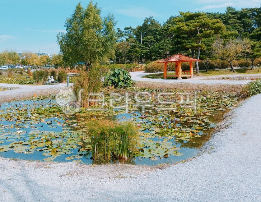 연못, 연꽃, 연잎, 호수, pond, 사진,이미지,일러스트,캘리그라피 - 풍경사진전문가작가