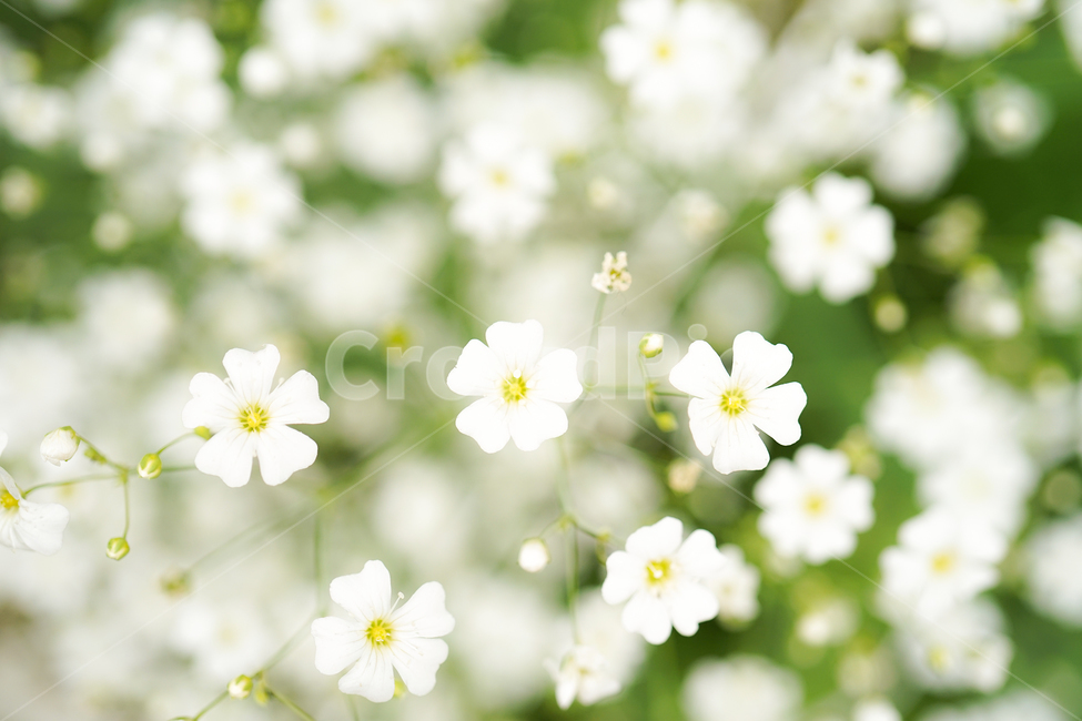 plant,식물,flower,꽃잎,petal,식물,자연,plants,nature,꽃,flower