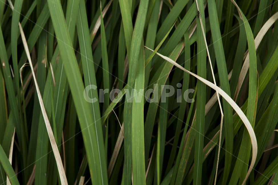 풀,풀잎,녹색,식물,자연,green,grass,plants