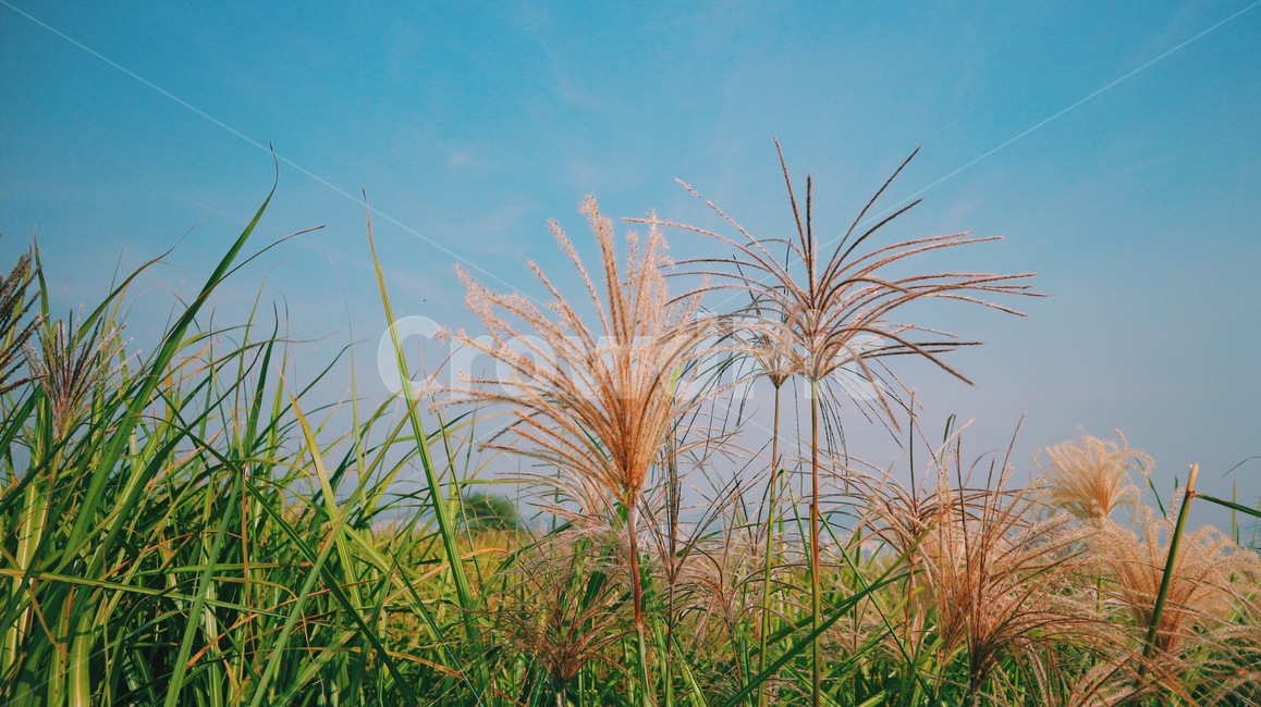 억새축제,가을,갈대,자연,식물,풍경,계절,fall,season,autumn,축제,하늘,날씨