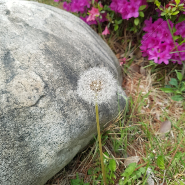 민들레,민들레씨,화단,민들레씨앗,식물,식물,자연,plants,nature,꽃,flower