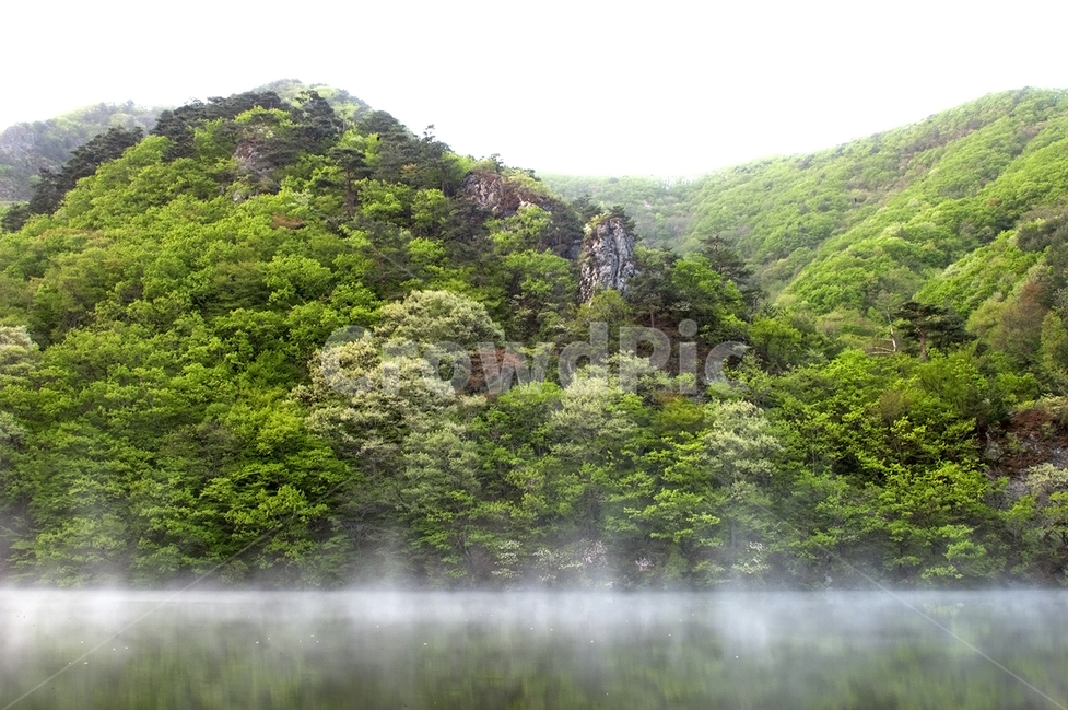 자연,주왕산,주산지,물안개,버드나무,자연,풍경,nature,landscape,한국자연풍경,한국자연경관,korea nature landscape,outdoors,옥외,water,물