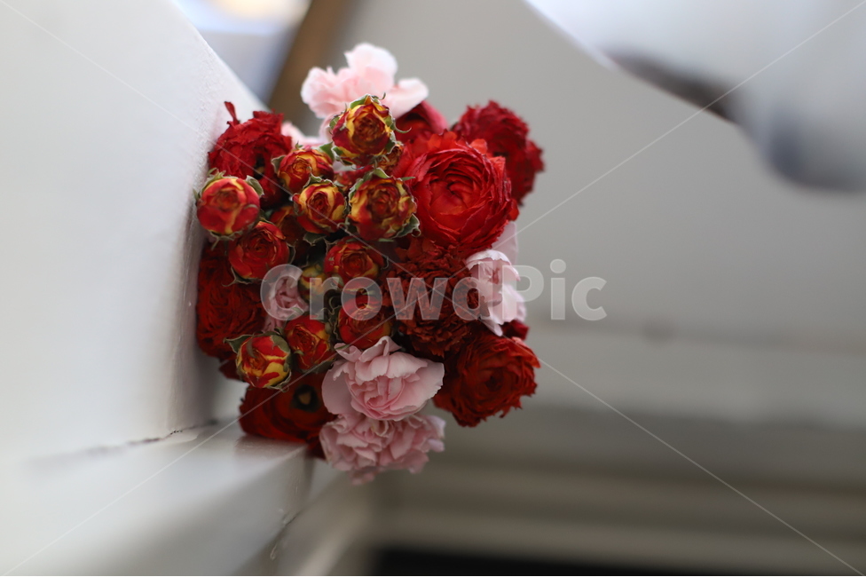 꽃,장미,빨간장미,미니장미,생화,꽃,flower
