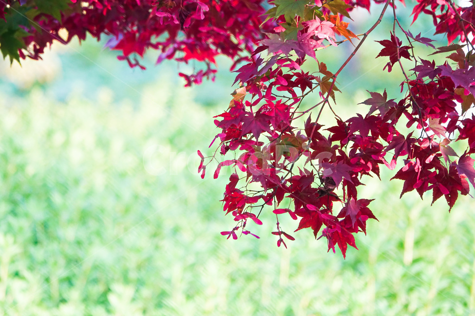 잎,식물,나무,가을,단풍,가을,계절,fall,autumn,season