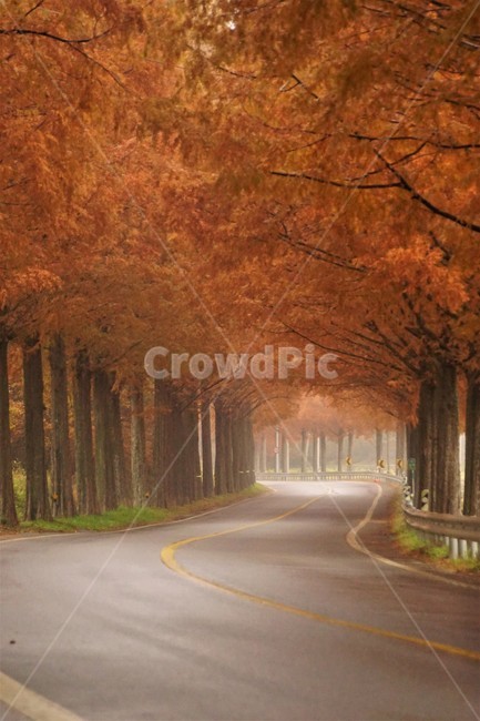 가을,메타세콰이어길,단풍,자연,나무,식물,오렌지색,길,가로수,안개,nature,autumn,fall,trees,자연풍경,한국자연풍경,orangecolor,감성,emotion,plant,maple,가을,계절,fall,autumn,season,자연,풍경,nature,landscape,road,도로,tree,asphalt,아스팔트