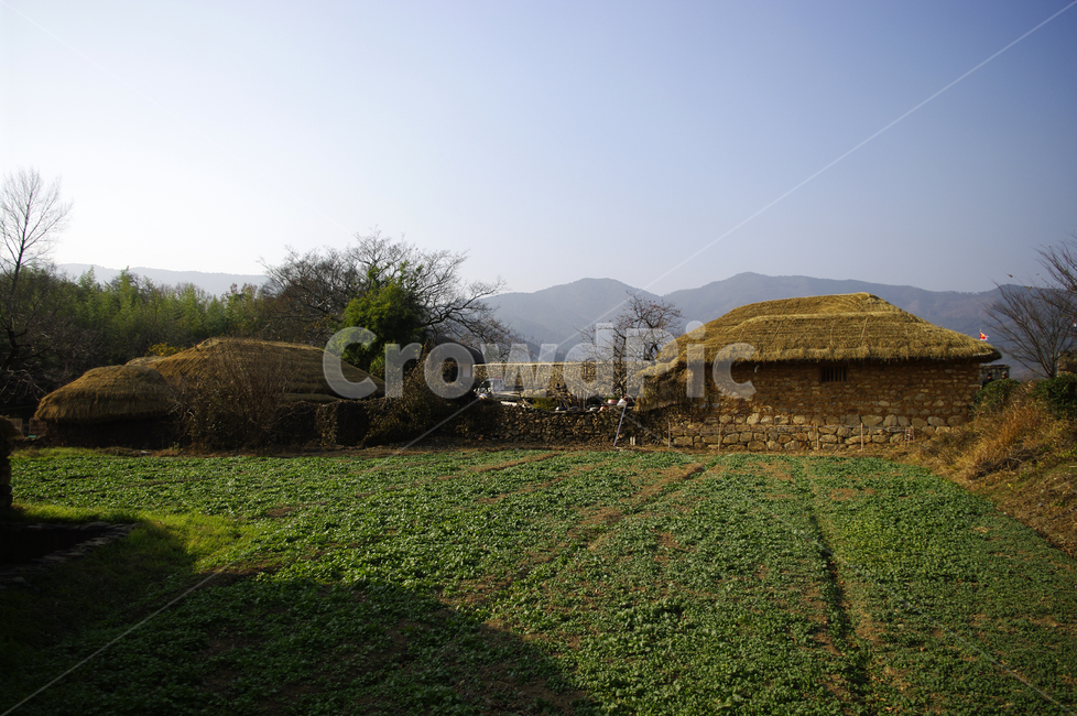 초가지붕,전통가옥,한국,초가집,밭,초록,시골,마을,풍경,landscape,country,rural,town,한국전통,한국문화,korean traditional,korean culture