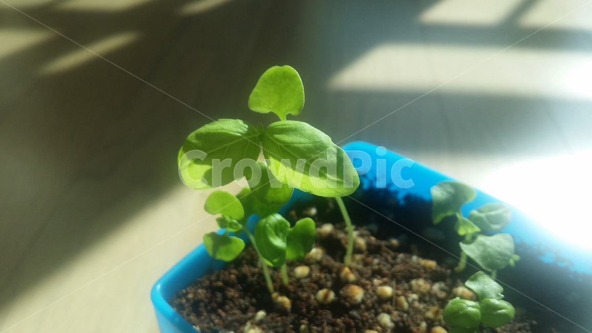 plant,식물,leaf,잎,빛,햇볕,창가,화분,허브,초록잎,싱싱한,성장,새싹,풀잎,식물,자연,plants,nature