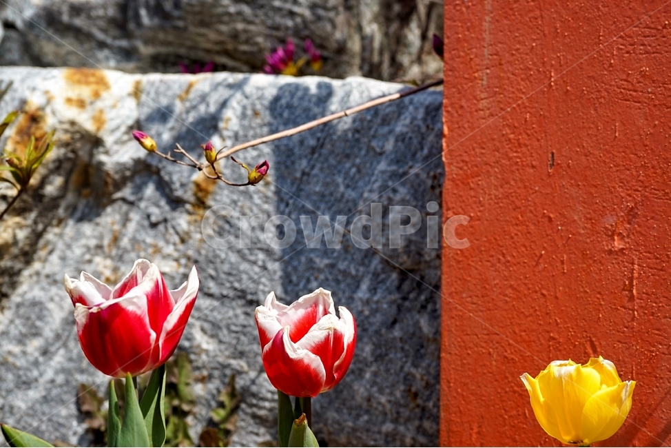 튤립,꽃,식물,자연,flower,plant