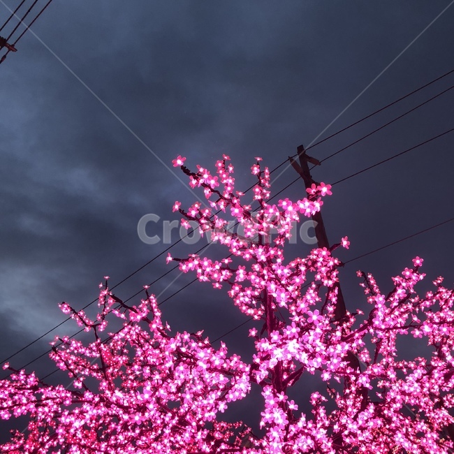 불빛,벚꽃,야경,감성,해외,캐나다,canada,flower,nightview