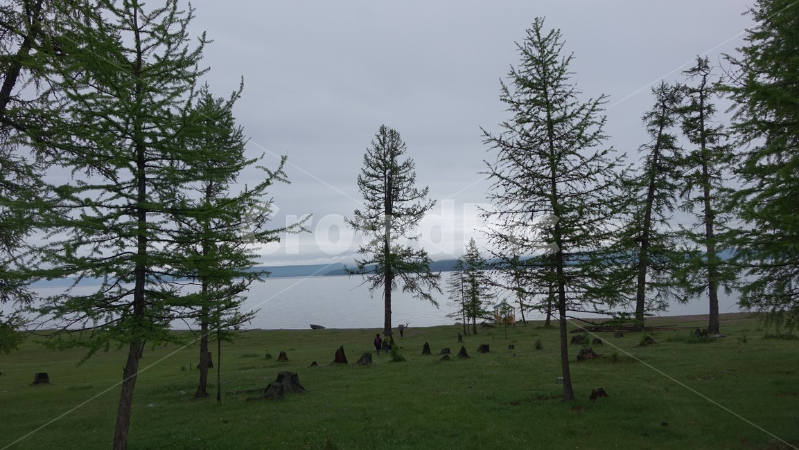 lake,숲,tree,나무,전나무,식물,plant,초록,green,초원,몽골,몽고,MONGOLIA,홉스굴